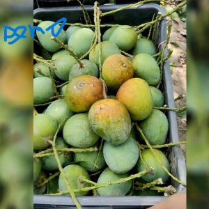 হিম সাগর (10kg/20kg)