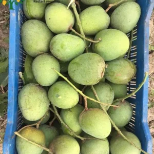 গোপালভোগ আম ১০kg