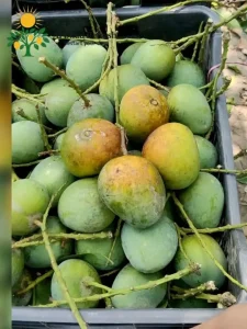 হিম সাগর 10kg