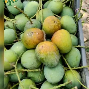 হিম সাগর 10kg