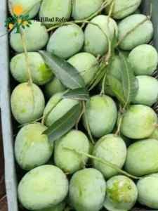 লেংড়া আম ১০kg