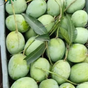 লেংড়া আম ১০kg